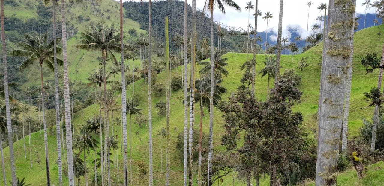 Posada Martha Tolima Salento Luaran gambar